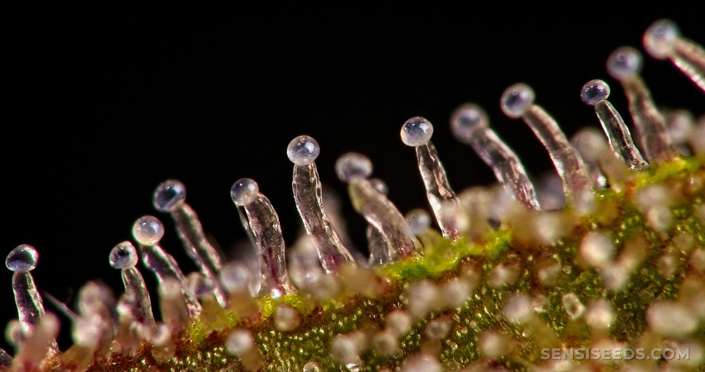 50-fache LED-Lupe – Kompakt, Klappbar & Vielseitig