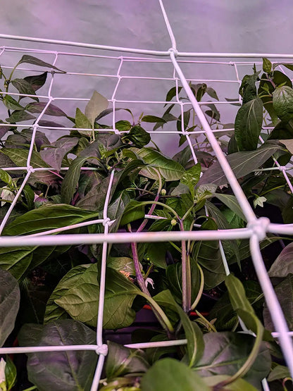 Stretch-Netz 10 cm – maximale Kontrolle, maximale Ernte